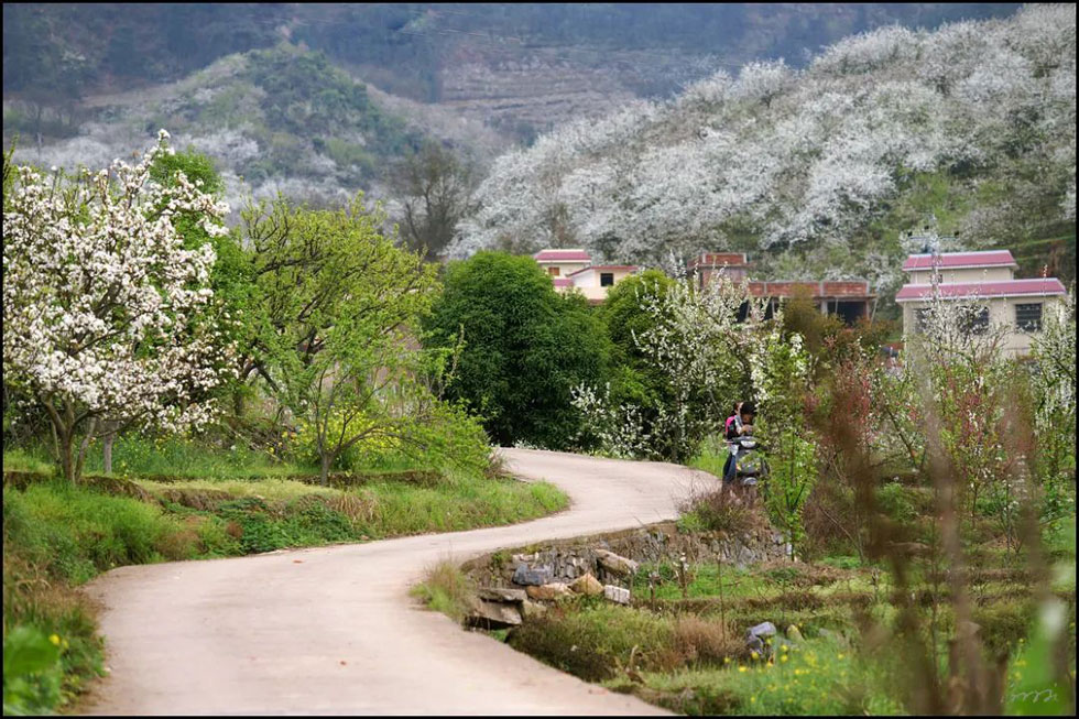 【春天，广西桂林灌阳县向您发出邀请！】我们在灌阳看梨花 - 游山玩水 - 淄博生活社区 - 淄博28生活网 zb.28life.com