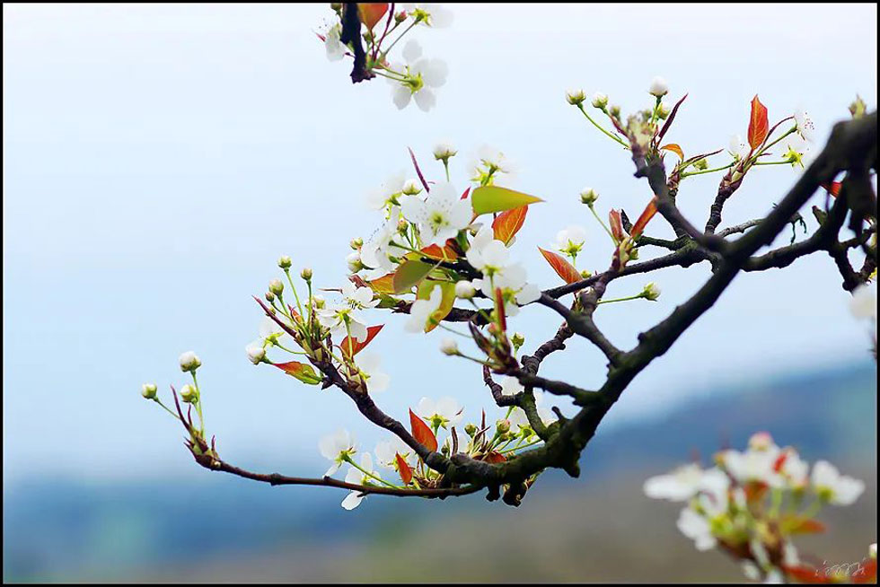 【春天，广西桂林灌阳县向您发出邀请！】我们在灌阳看梨花 - 游山玩水 - 淄博生活社区 - 淄博28生活网 zb.28life.com