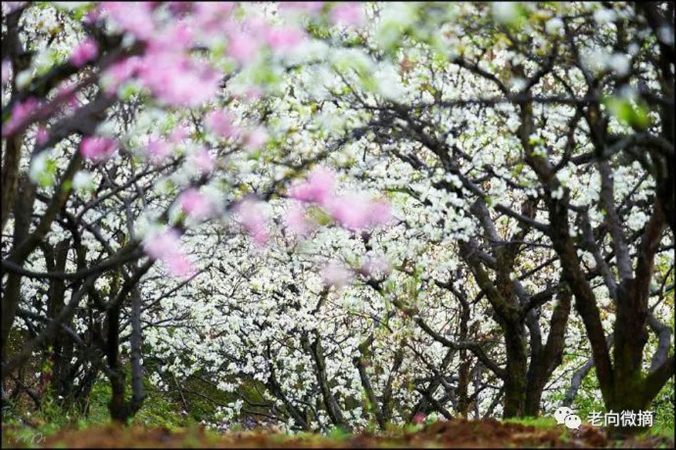 【春天，广西桂林灌阳县向您发出邀请！】我们在灌阳看梨花 - 游山玩水 - 淄博生活社区 - 淄博28生活网 zb.28life.com