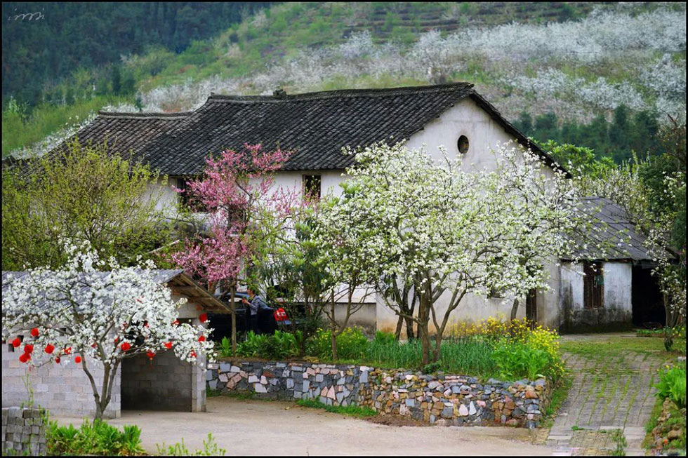 【春天，广西桂林灌阳县向您发出邀请！】我们在灌阳看梨花 - 游山玩水 - 淄博生活社区 - 淄博28生活网 zb.28life.com