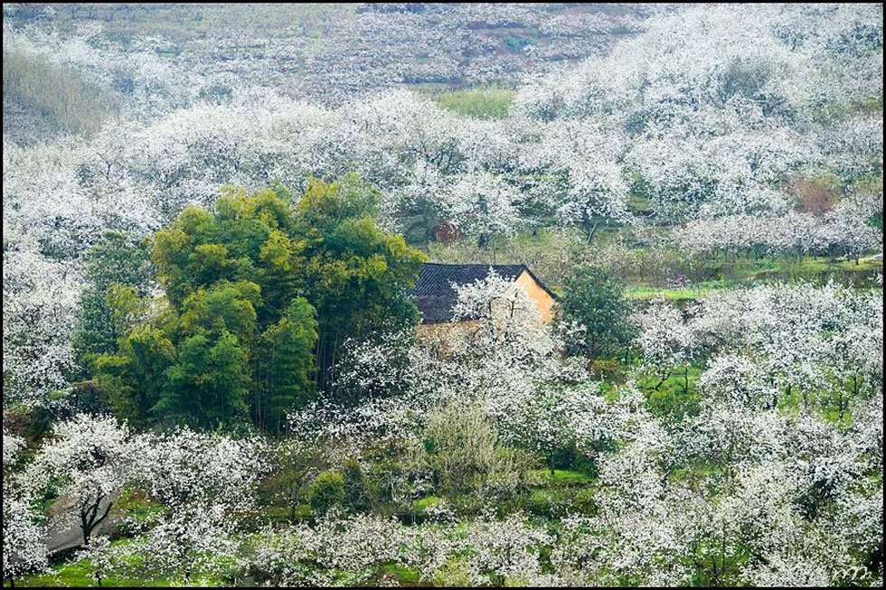 【春天，广西桂林灌阳县向您发出邀请！】我们在灌阳看梨花 - 游山玩水 - 淄博生活社区 - 淄博28生活网 zb.28life.com