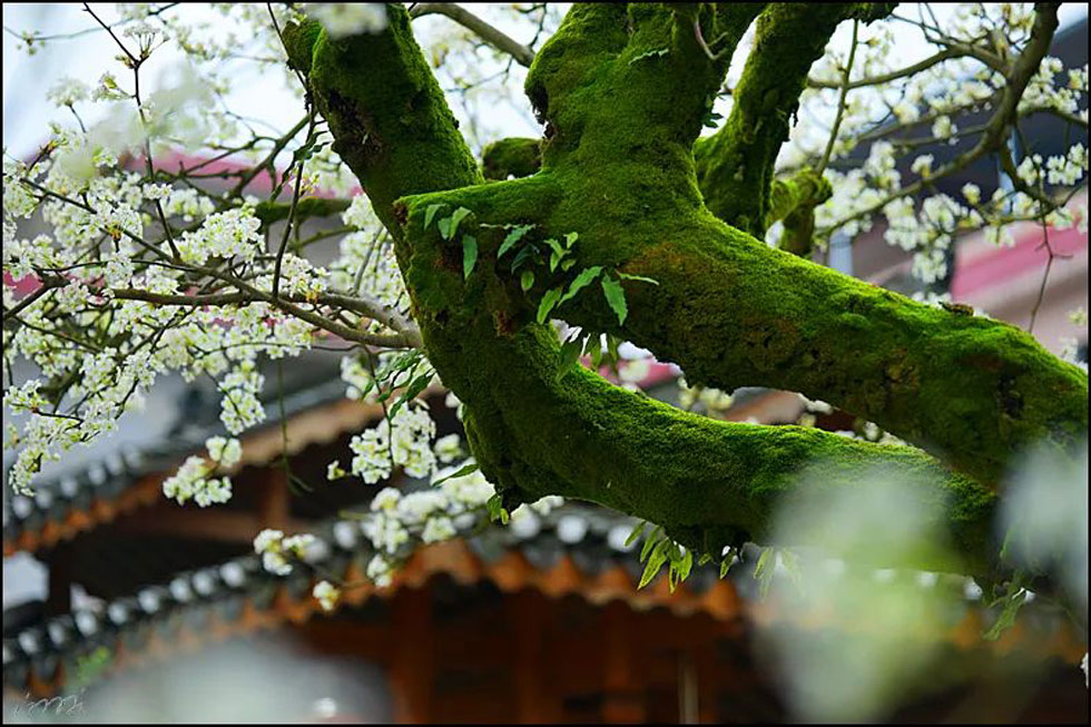 【春天，广西桂林灌阳县向您发出邀请！】我们在灌阳看梨花 - 游山玩水 - 淄博生活社区 - 淄博28生活网 zb.28life.com