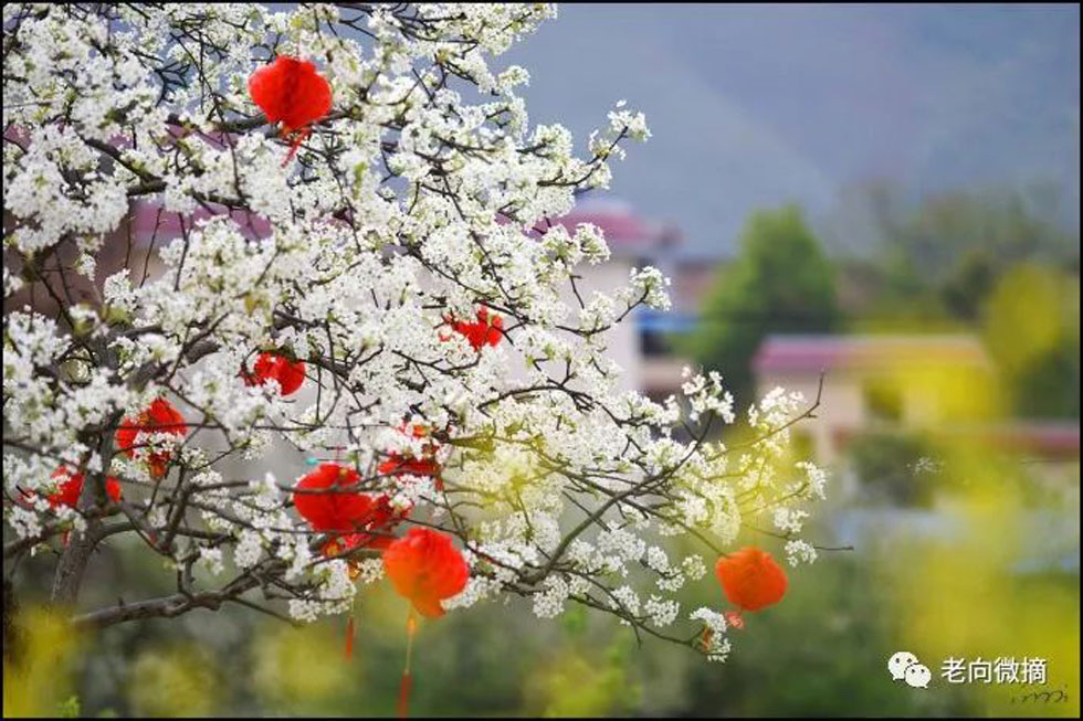 【春天，广西桂林灌阳县向您发出邀请！】我们在灌阳看梨花 - 游山玩水 - 淄博生活社区 - 淄博28生活网 zb.28life.com