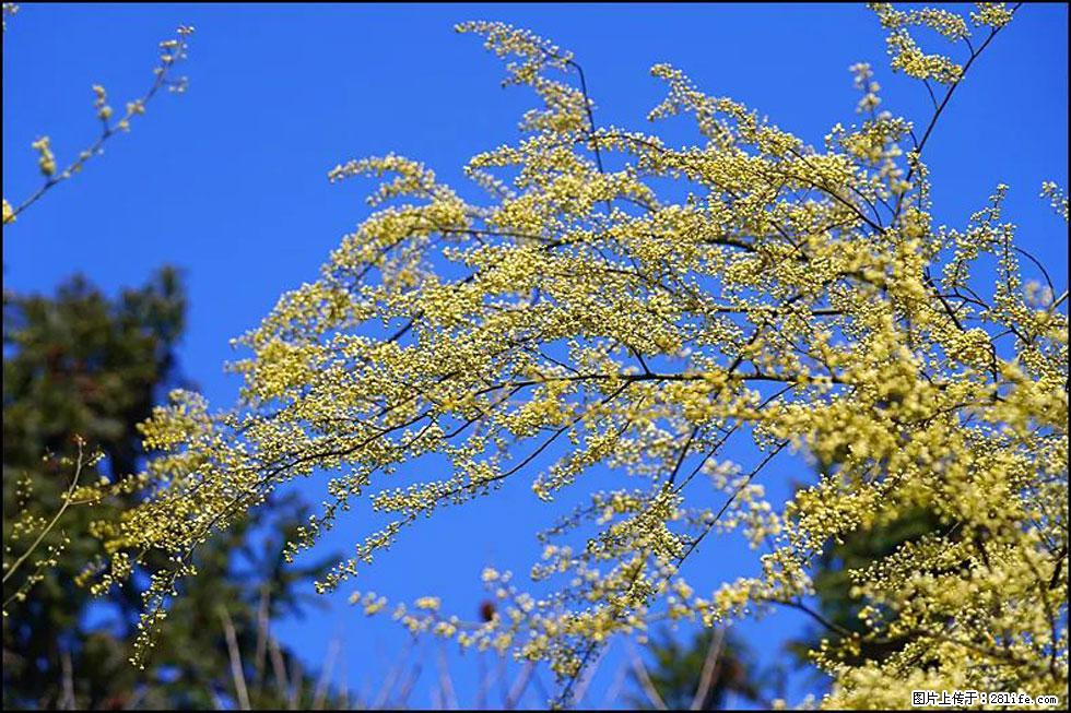 【春天,广西桂林灌阳县向您发出邀请!】米珠山前有片山苍子花在飘香 - 游山玩水 - 淄博生活社区 - 淄博28生活网 zb.28life.com