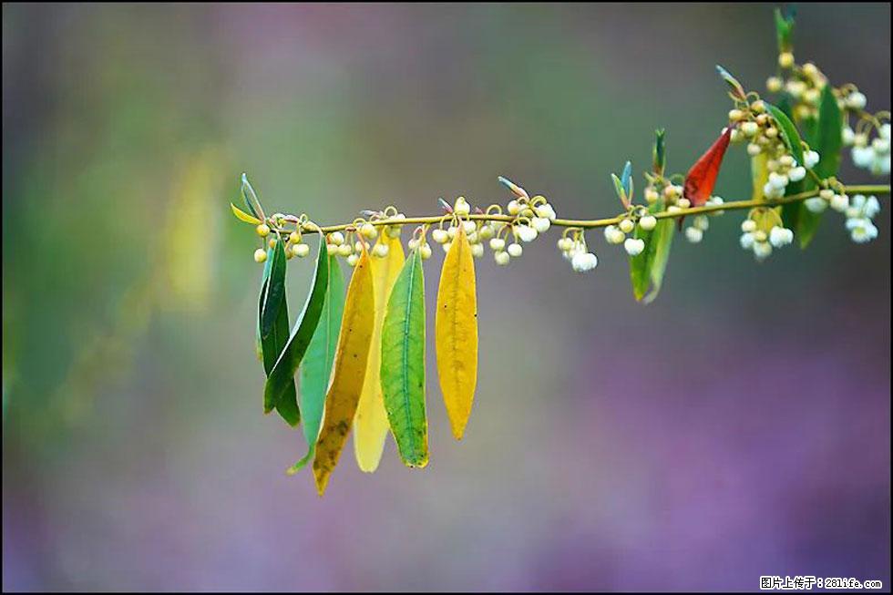 【春天,广西桂林灌阳县向您发出邀请!】米珠山前有片山苍子花在飘香 - 游山玩水 - 淄博生活社区 - 淄博28生活网 zb.28life.com