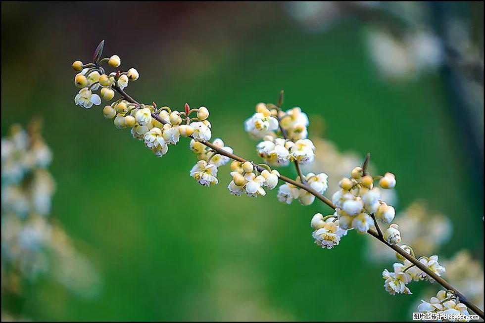 【春天,广西桂林灌阳县向您发出邀请!】米珠山前有片山苍子花在飘香 - 游山玩水 - 淄博生活社区 - 淄博28生活网 zb.28life.com