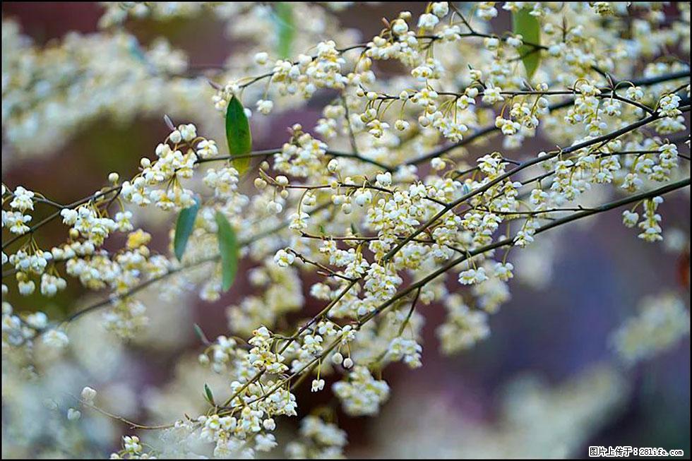 【春天,广西桂林灌阳县向您发出邀请!】米珠山前有片山苍子花在飘香 - 游山玩水 - 淄博生活社区 - 淄博28生活网 zb.28life.com