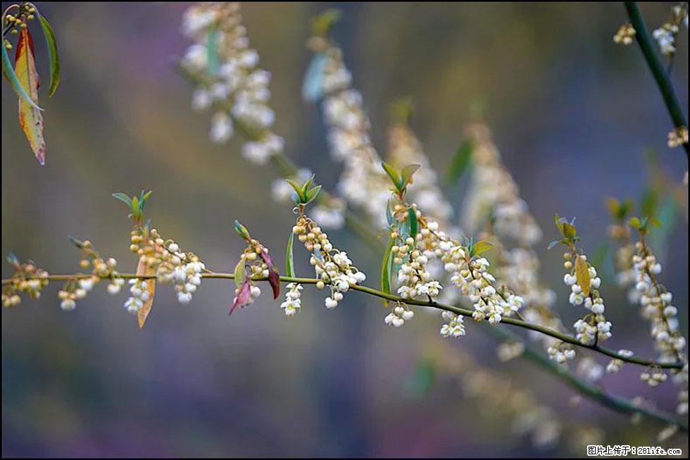 【春天,广西桂林灌阳县向您发出邀请!】米珠山前有片山苍子花在飘香 - 游山玩水 - 淄博生活社区 - 淄博28生活网 zb.28life.com