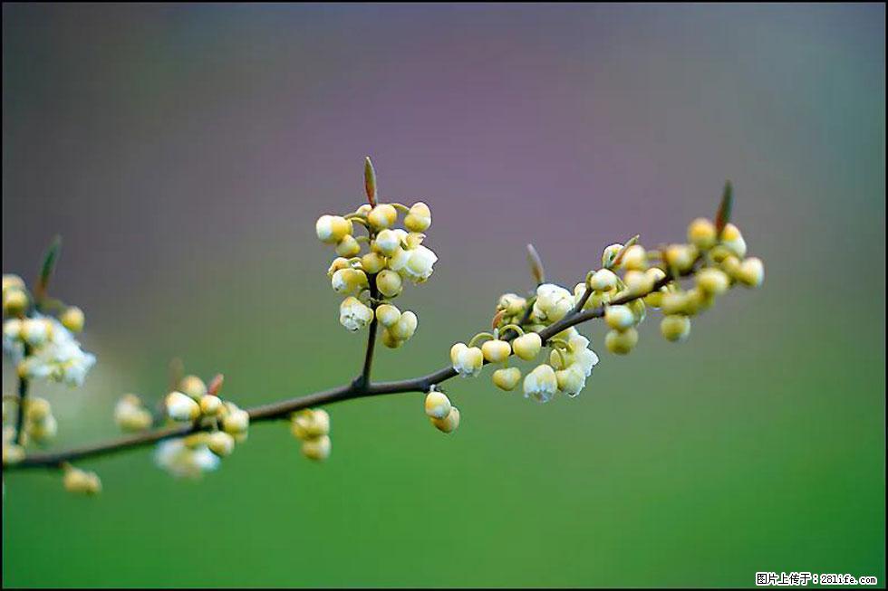 【春天,广西桂林灌阳县向您发出邀请!】米珠山前有片山苍子花在飘香 - 游山玩水 - 淄博生活社区 - 淄博28生活网 zb.28life.com