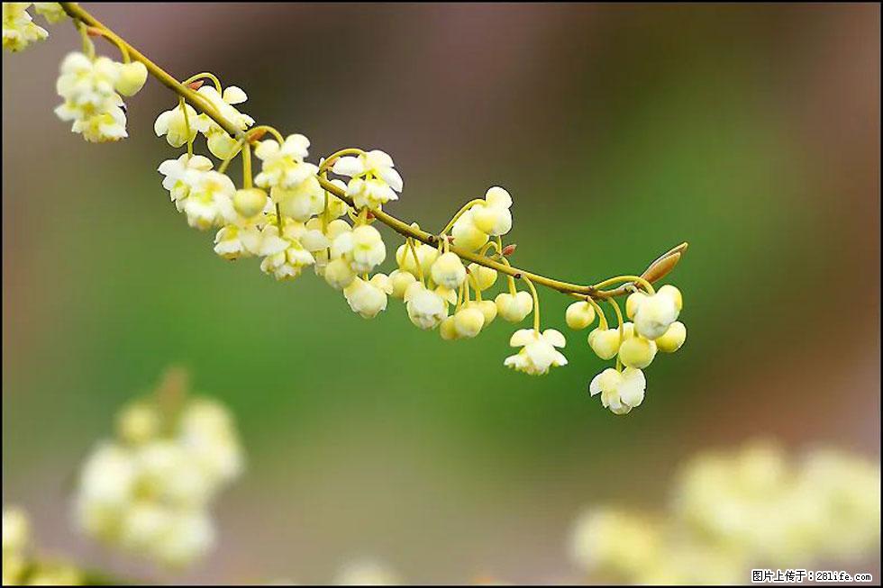 【春天,广西桂林灌阳县向您发出邀请!】米珠山前有片山苍子花在飘香 - 游山玩水 - 淄博生活社区 - 淄博28生活网 zb.28life.com