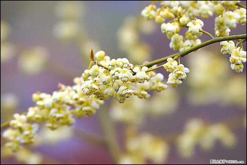 【春天,广西桂林灌阳县向您发出邀请!】米珠山前有片山苍子花在飘香 - 游山玩水 - 淄博生活社区 - 淄博28生活网 zb.28life.com