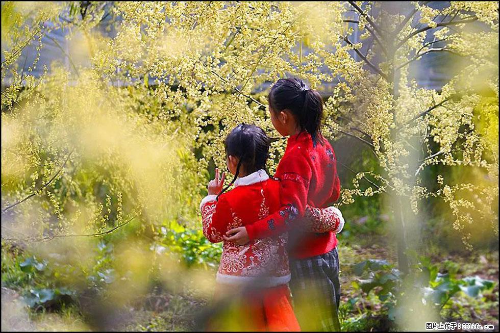 【春天,广西桂林灌阳县向您发出邀请!】米珠山前有片山苍子花在飘香 - 游山玩水 - 淄博生活社区 - 淄博28生活网 zb.28life.com