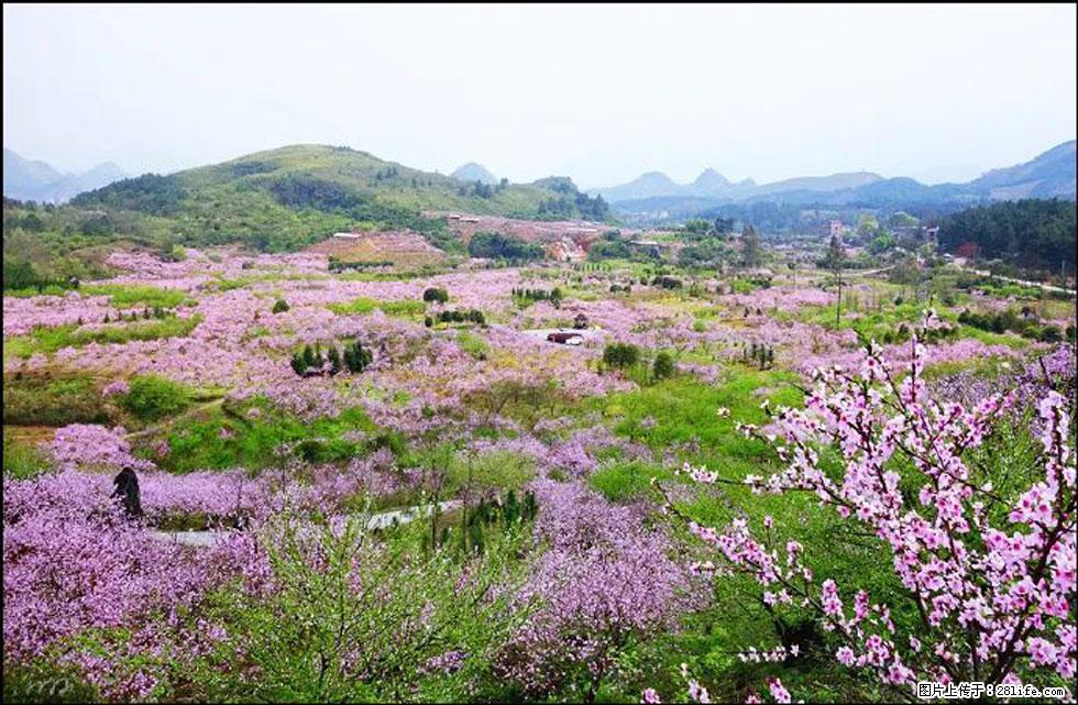 【春天,广西桂林灌阳县向您发出邀请!】官庄村有个醉美的桃花园 - 游山玩水 - 淄博生活社区 - 淄博28生活网 zb.28life.com