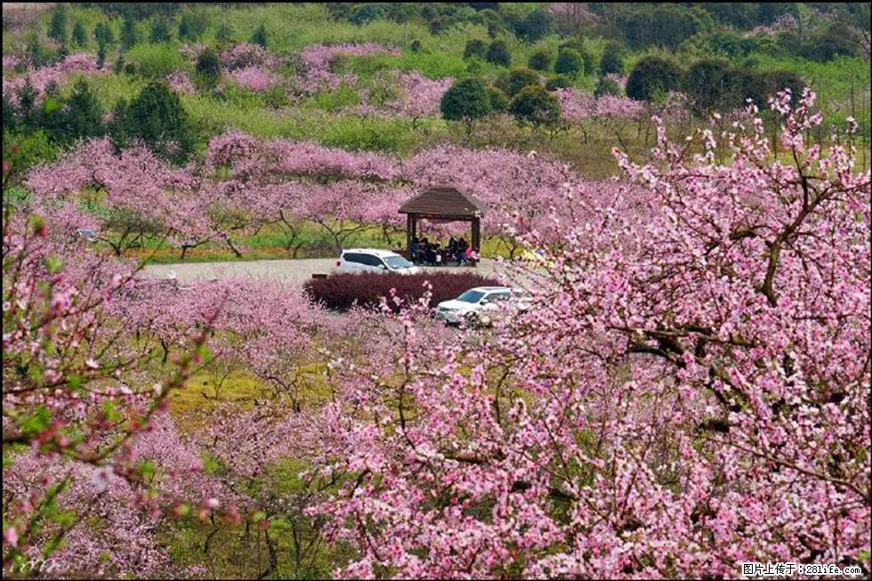 【春天,广西桂林灌阳县向您发出邀请!】官庄村有个醉美的桃花园 - 游山玩水 - 淄博生活社区 - 淄博28生活网 zb.28life.com