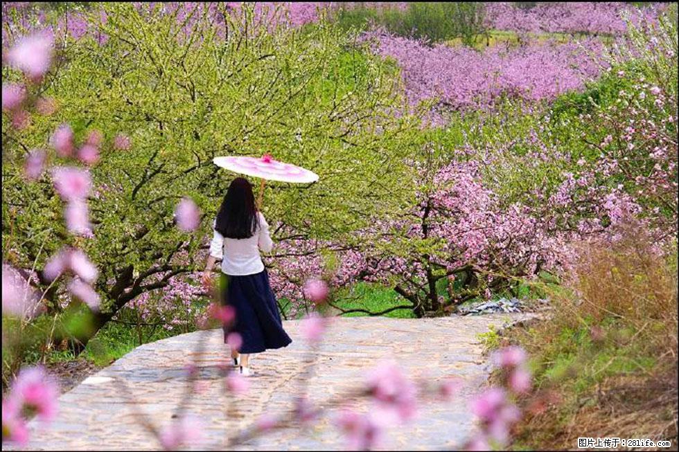 【春天,广西桂林灌阳县向您发出邀请!】官庄村有个醉美的桃花园 - 游山玩水 - 淄博生活社区 - 淄博28生活网 zb.28life.com