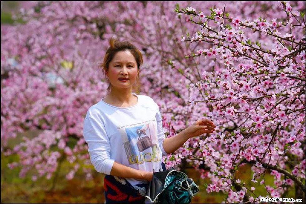 【春天,广西桂林灌阳县向您发出邀请!】官庄村有个醉美的桃花园 - 游山玩水 - 淄博生活社区 - 淄博28生活网 zb.28life.com