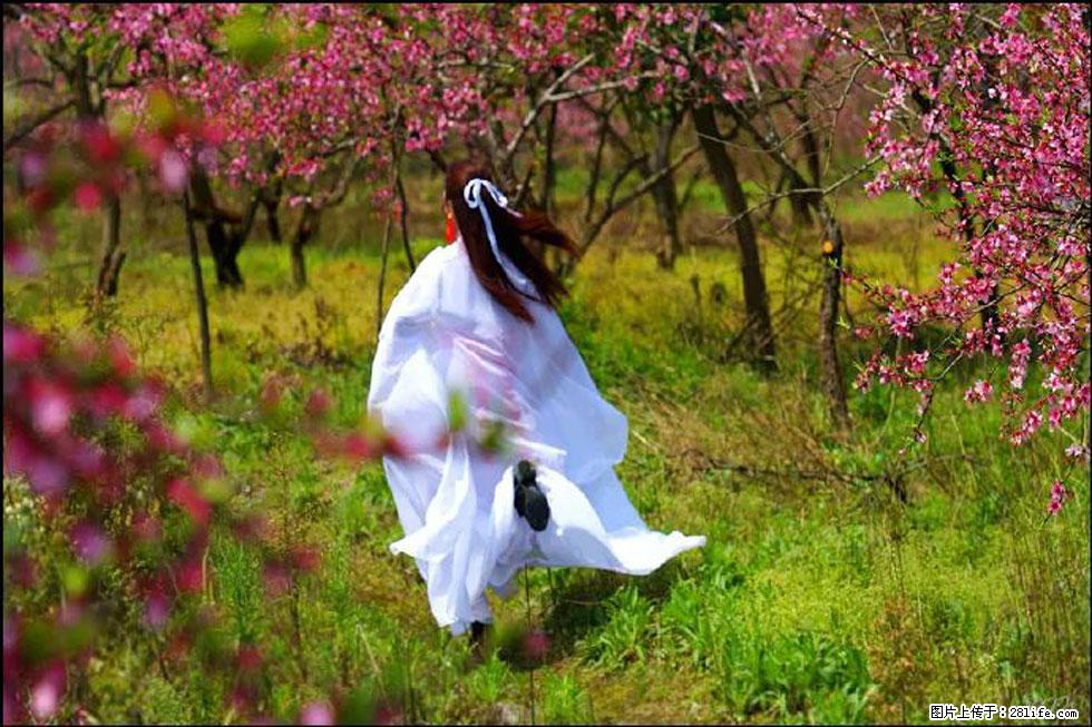 【春天,广西桂林灌阳县向您发出邀请!】官庄村有个醉美的桃花园 - 游山玩水 - 淄博生活社区 - 淄博28生活网 zb.28life.com