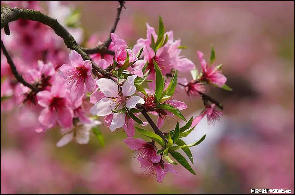 【春天,广西桂林灌阳县向您发出邀请!】官庄村有个醉美的桃花园 - 游山玩水 - 淄博生活社区 - 淄博28生活网 zb.28life.com