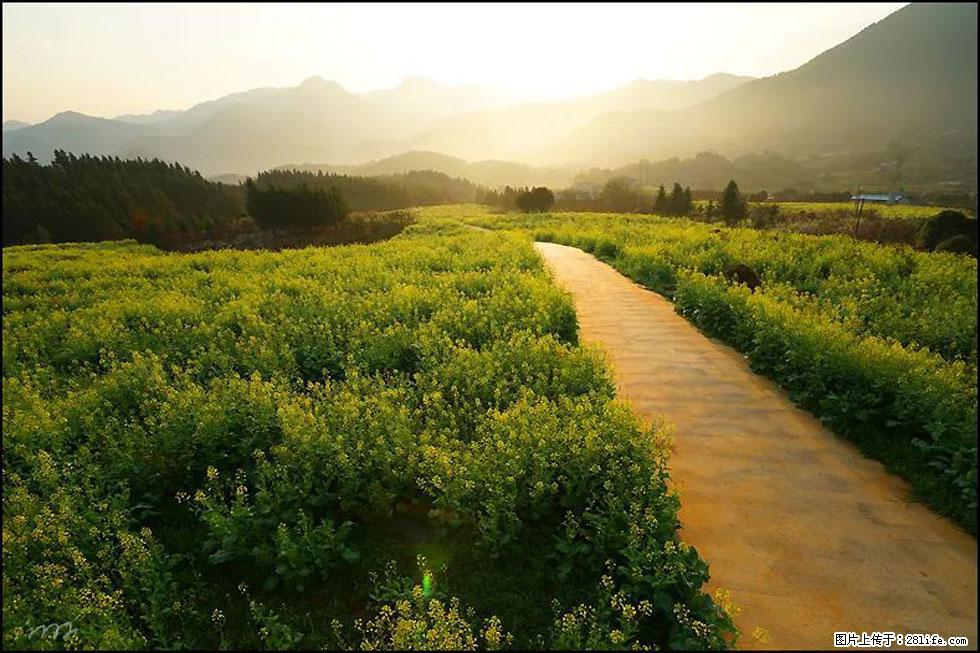 【春天，广西桂林灌阳县向您发出邀请！】长坪村油菜盛情花开 - 游山玩水 - 淄博生活社区 - 淄博28生活网 zb.28life.com