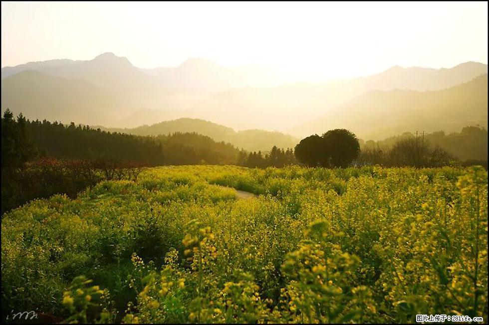 【春天，广西桂林灌阳县向您发出邀请！】长坪村油菜盛情花开 - 游山玩水 - 淄博生活社区 - 淄博28生活网 zb.28life.com