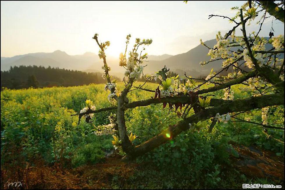 【春天，广西桂林灌阳县向您发出邀请！】长坪村油菜盛情花开 - 游山玩水 - 淄博生活社区 - 淄博28生活网 zb.28life.com