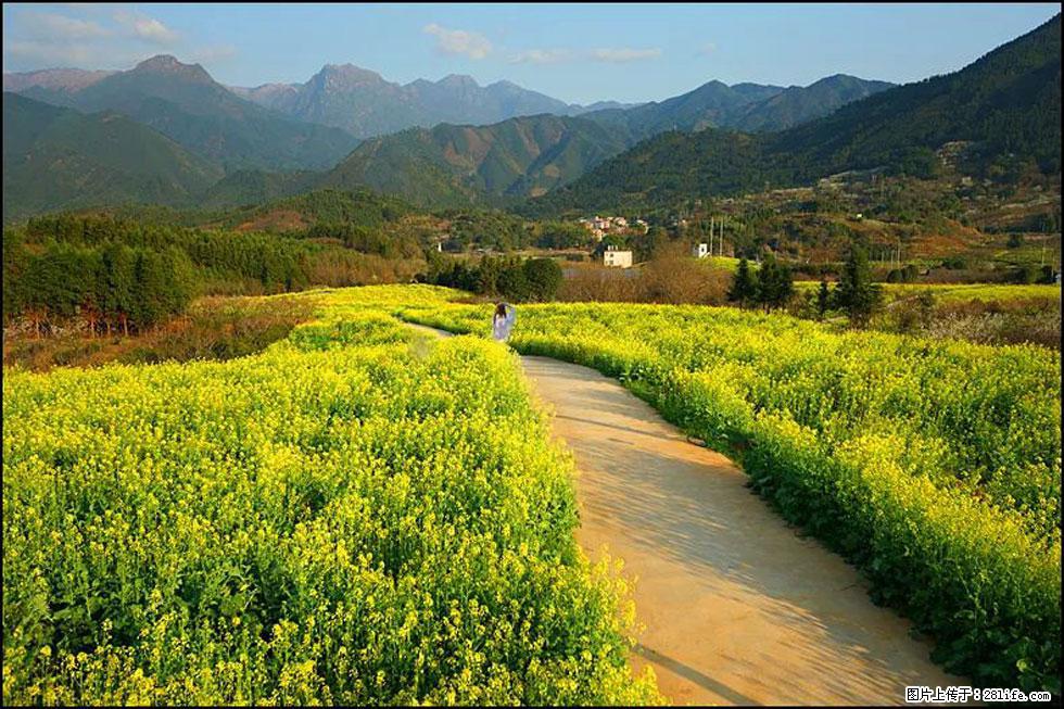 【春天，广西桂林灌阳县向您发出邀请！】长坪村油菜盛情花开 - 游山玩水 - 淄博生活社区 - 淄博28生活网 zb.28life.com