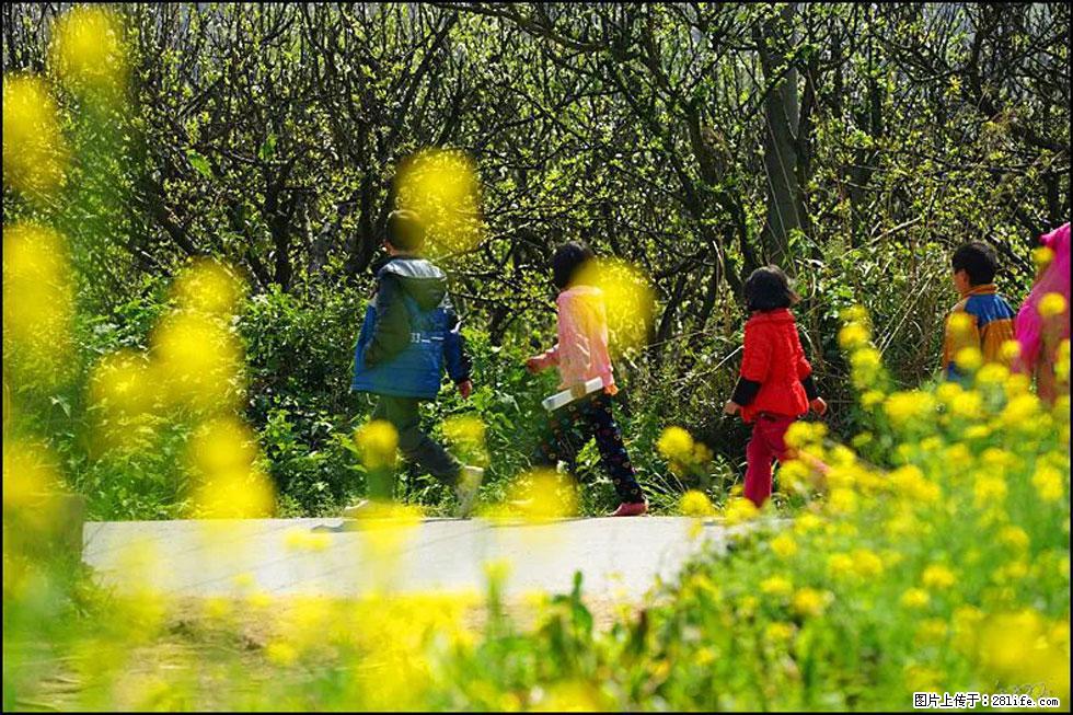 【春天，广西桂林灌阳县向您发出邀请！】长坪村油菜盛情花开 - 游山玩水 - 淄博生活社区 - 淄博28生活网 zb.28life.com