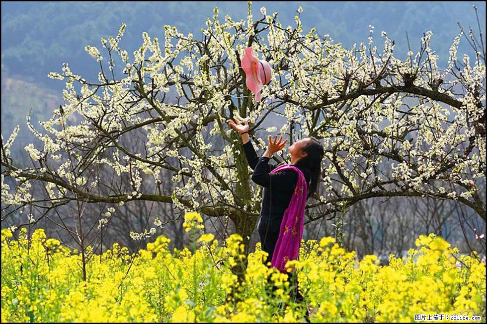 【春天，广西桂林灌阳县向您发出邀请！】长坪村油菜盛情花开 - 游山玩水 - 淄博生活社区 - 淄博28生活网 zb.28life.com