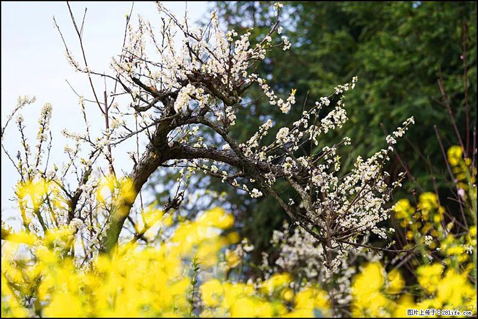 【春天，广西桂林灌阳县向您发出邀请！】长坪村油菜盛情花开 - 游山玩水 - 淄博生活社区 - 淄博28生活网 zb.28life.com