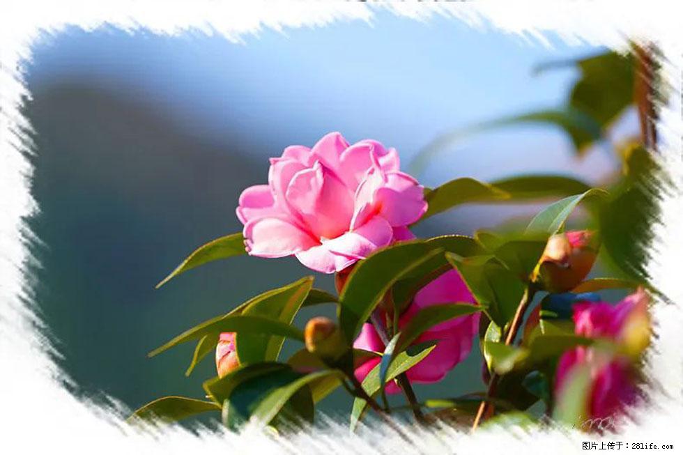 【春天,广西桂林灌阳县向您发出邀请!】杨柳井茶花惹人爱 - 游山玩水 - 淄博生活社区 - 淄博28生活网 zb.28life.com