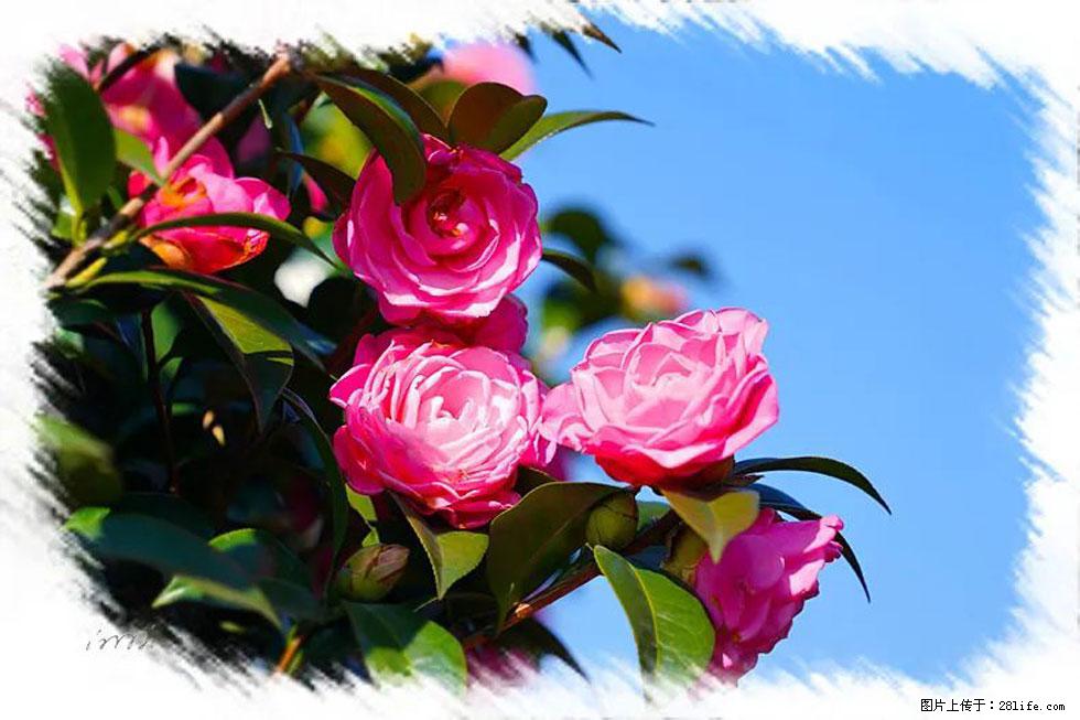 【春天,广西桂林灌阳县向您发出邀请!】杨柳井茶花惹人爱 - 游山玩水 - 淄博生活社区 - 淄博28生活网 zb.28life.com