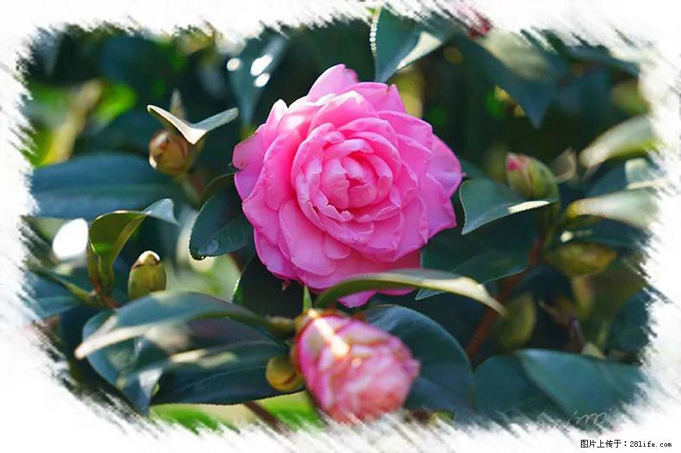 【春天,广西桂林灌阳县向您发出邀请!】杨柳井茶花惹人爱 - 游山玩水 - 淄博生活社区 - 淄博28生活网 zb.28life.com