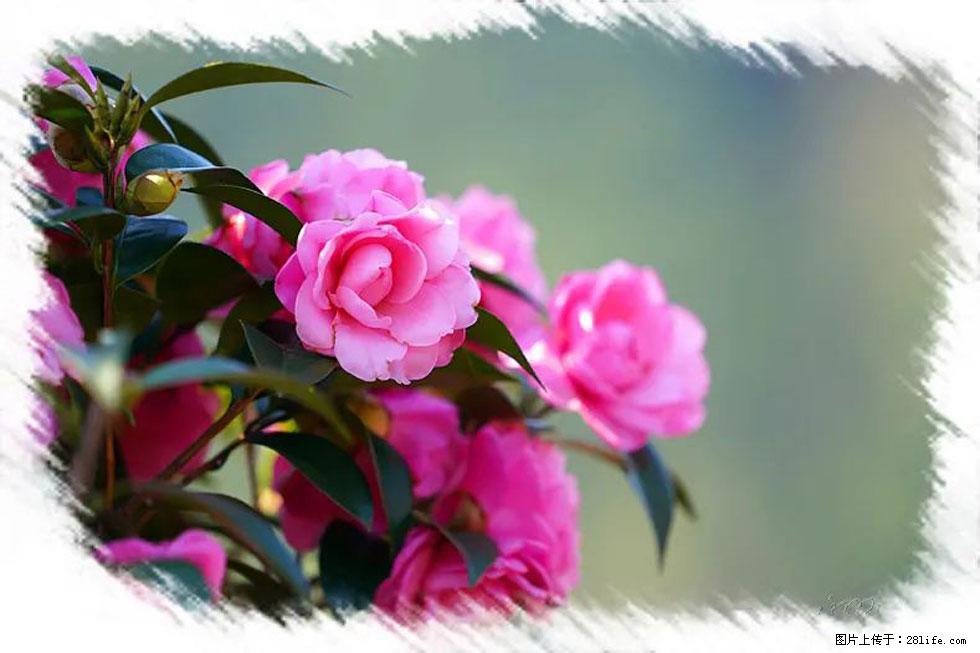 【春天,广西桂林灌阳县向您发出邀请!】杨柳井茶花惹人爱 - 游山玩水 - 淄博生活社区 - 淄博28生活网 zb.28life.com