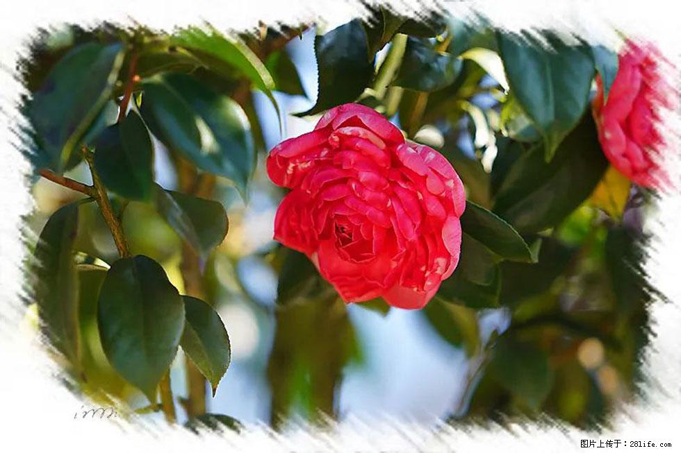 【春天,广西桂林灌阳县向您发出邀请!】杨柳井茶花惹人爱 - 游山玩水 - 淄博生活社区 - 淄博28生活网 zb.28life.com