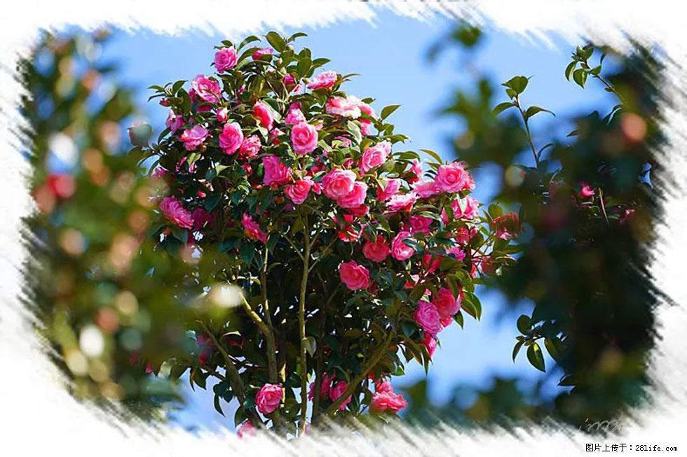 【春天,广西桂林灌阳县向您发出邀请!】杨柳井茶花惹人爱 - 游山玩水 - 淄博生活社区 - 淄博28生活网 zb.28life.com