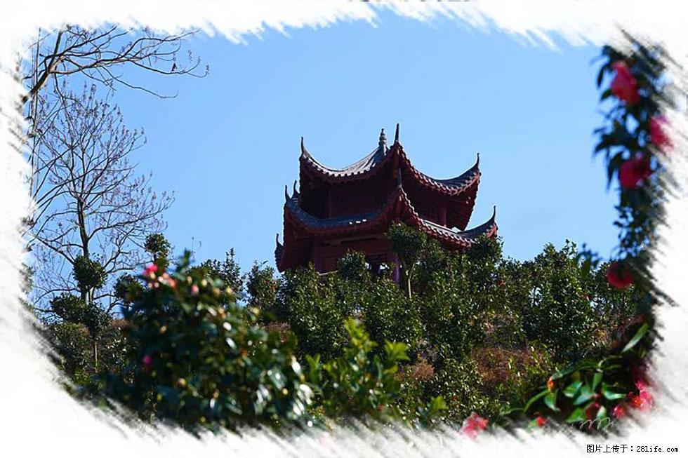 【春天,广西桂林灌阳县向您发出邀请!】杨柳井茶花惹人爱 - 游山玩水 - 淄博生活社区 - 淄博28生活网 zb.28life.com