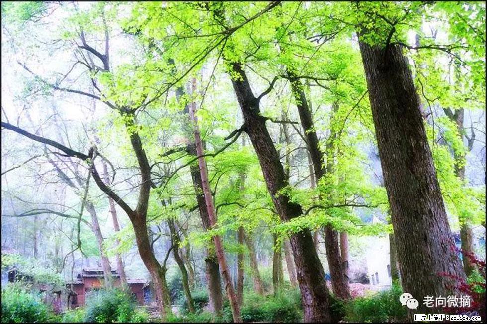 【春天，广西桂林灌阳县向您发出邀请！】在小龙村与春天约会 - 游山玩水 - 淄博生活社区 - 淄博28生活网 zb.28life.com