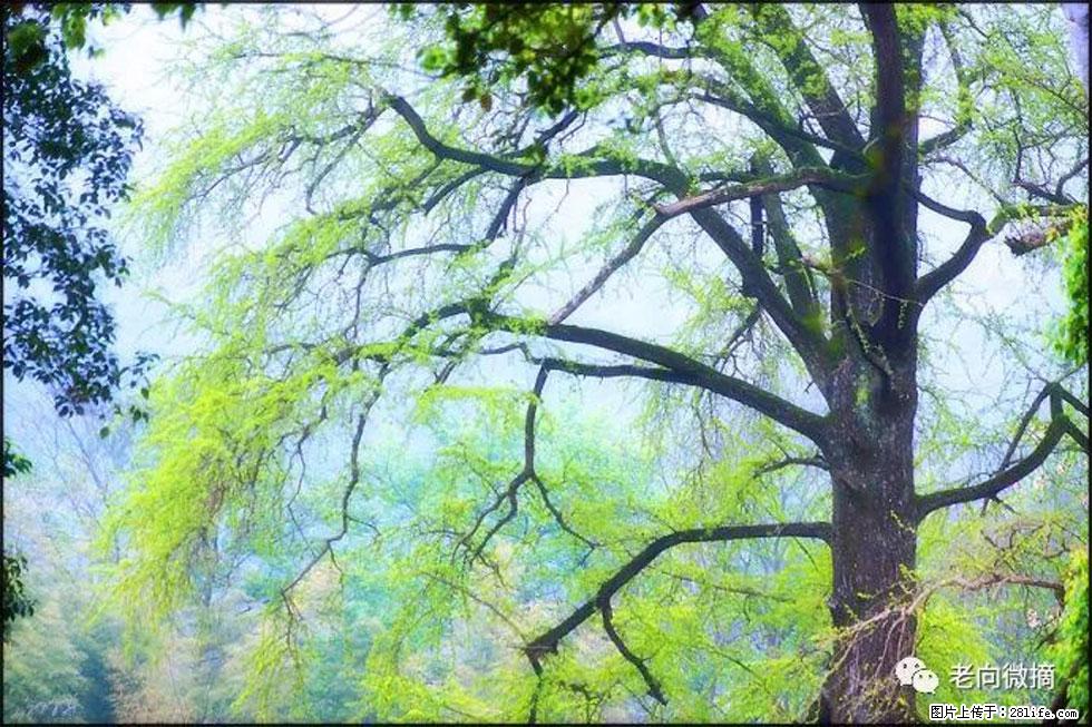 【春天，广西桂林灌阳县向您发出邀请！】在小龙村与春天约会 - 游山玩水 - 淄博生活社区 - 淄博28生活网 zb.28life.com