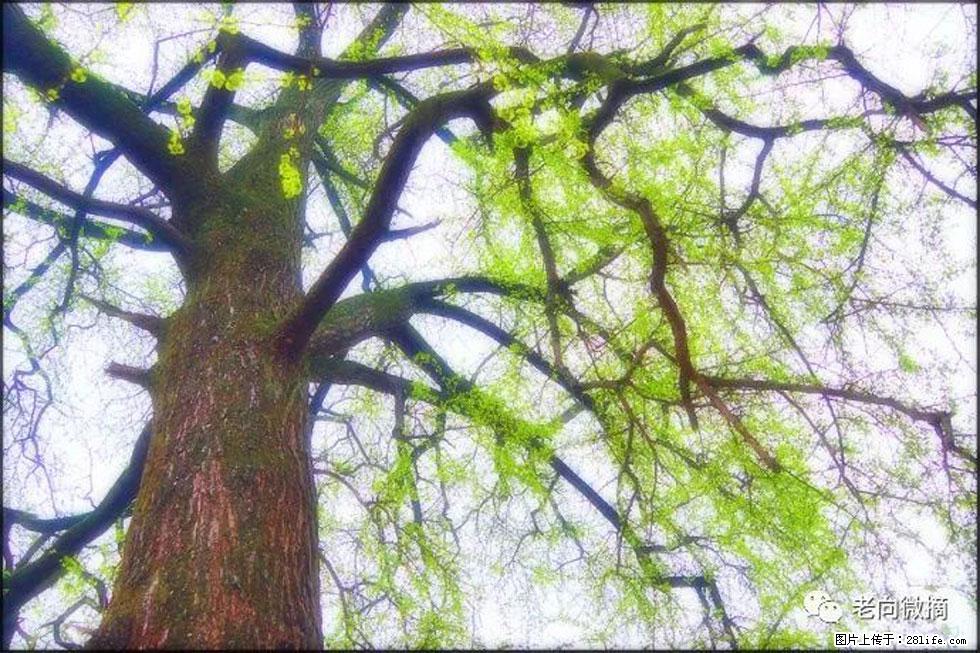 【春天，广西桂林灌阳县向您发出邀请！】在小龙村与春天约会 - 游山玩水 - 淄博生活社区 - 淄博28生活网 zb.28life.com