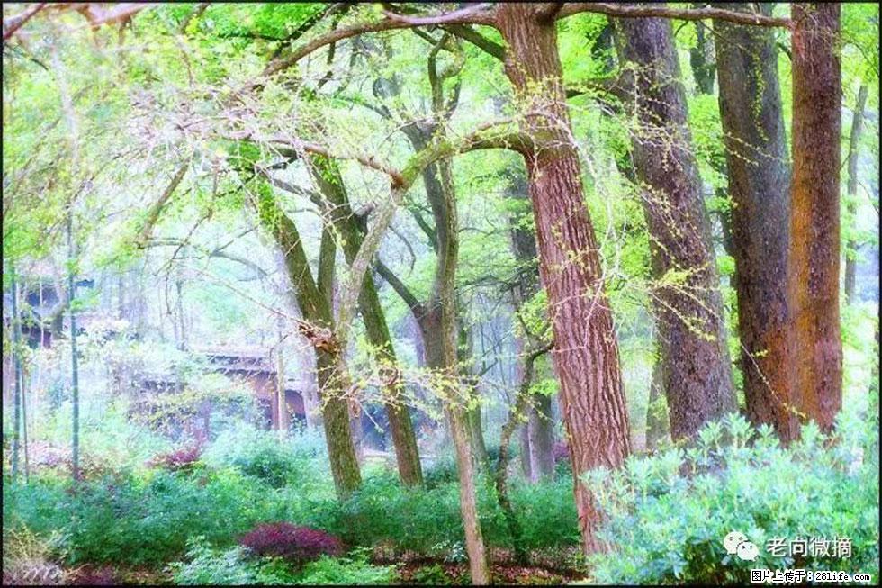 【春天，广西桂林灌阳县向您发出邀请！】在小龙村与春天约会 - 游山玩水 - 淄博生活社区 - 淄博28生活网 zb.28life.com