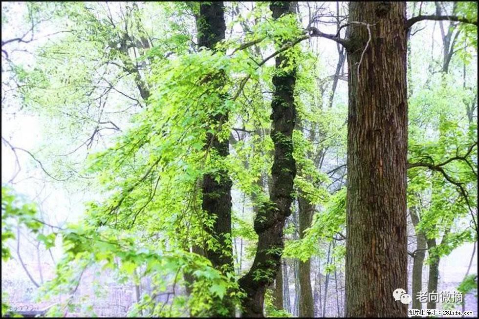 【春天，广西桂林灌阳县向您发出邀请！】在小龙村与春天约会 - 游山玩水 - 淄博生活社区 - 淄博28生活网 zb.28life.com