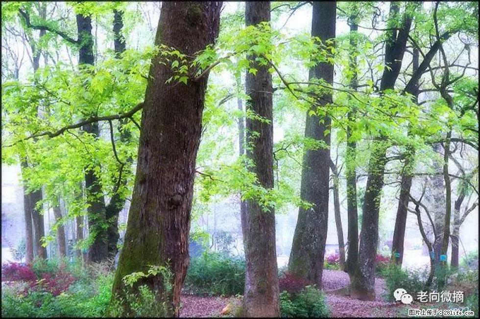 【春天，广西桂林灌阳县向您发出邀请！】在小龙村与春天约会 - 游山玩水 - 淄博生活社区 - 淄博28生活网 zb.28life.com