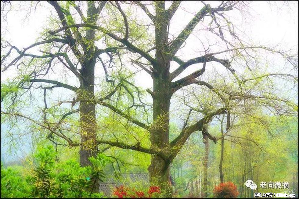 【春天，广西桂林灌阳县向您发出邀请！】在小龙村与春天约会 - 游山玩水 - 淄博生活社区 - 淄博28生活网 zb.28life.com