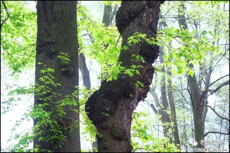 【春天，广西桂林灌阳县向您发出邀请！】在小龙村与春天约会 - 游山玩水 - 淄博生活社区 - 淄博28生活网 zb.28life.com