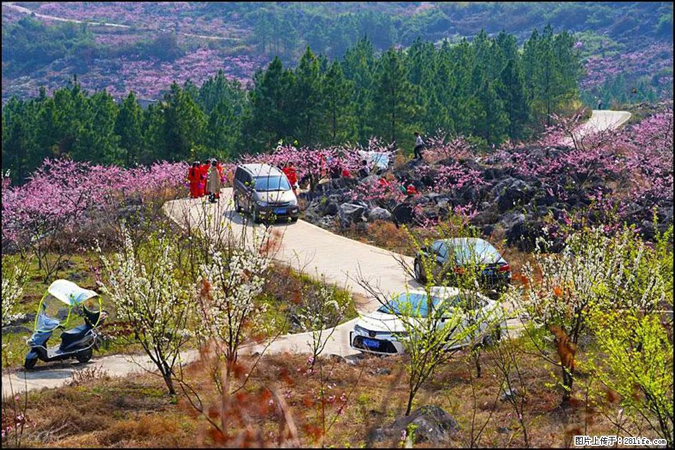 【春天，广西桂林灌阳县向您发出邀请！】望月岭上桃花开 - 游山玩水 - 淄博生活社区 - 淄博28生活网 zb.28life.com
