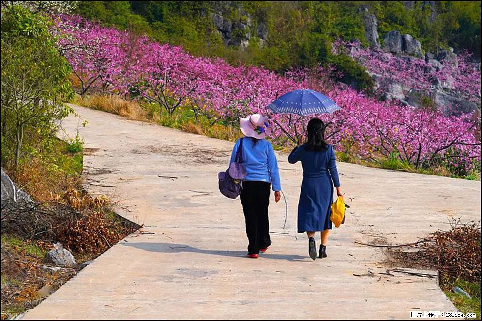 【春天，广西桂林灌阳县向您发出邀请！】望月岭上桃花开 - 游山玩水 - 淄博生活社区 - 淄博28生活网 zb.28life.com