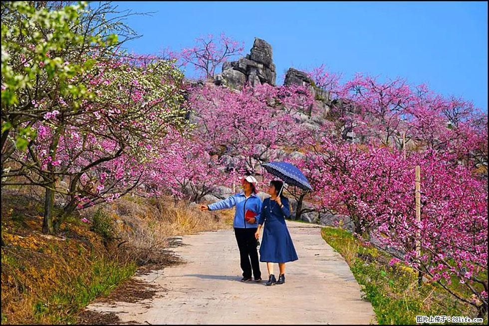 【春天，广西桂林灌阳县向您发出邀请！】望月岭上桃花开 - 游山玩水 - 淄博生活社区 - 淄博28生活网 zb.28life.com