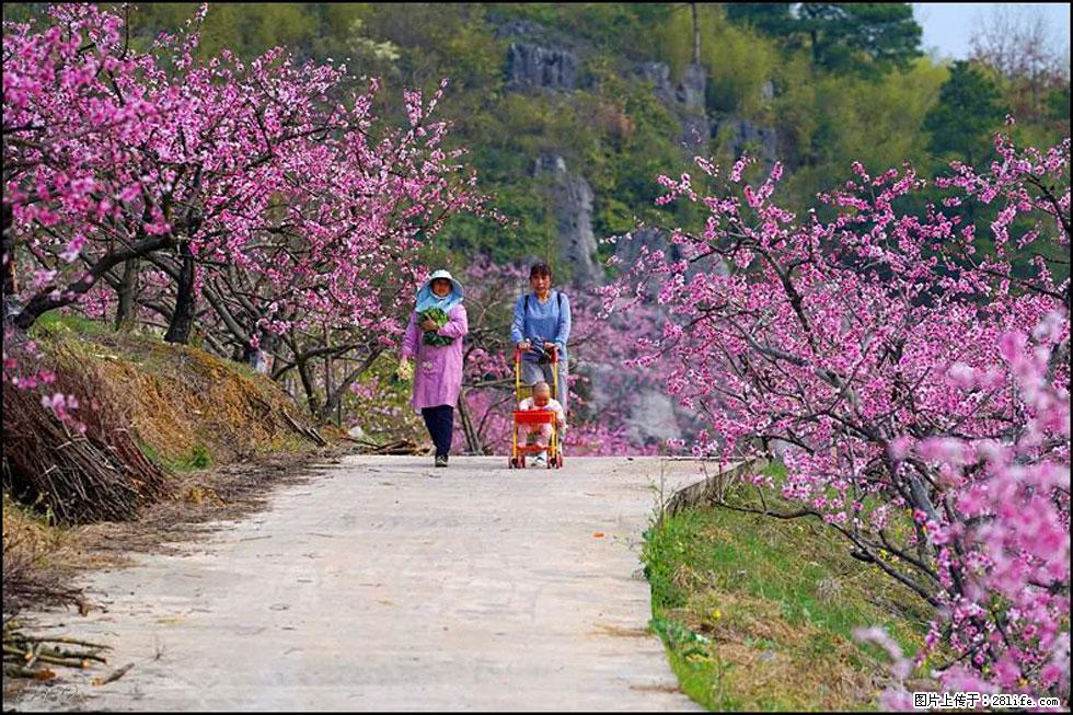 【春天，广西桂林灌阳县向您发出邀请！】望月岭上桃花开 - 游山玩水 - 淄博生活社区 - 淄博28生活网 zb.28life.com