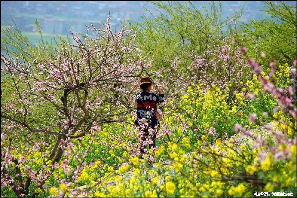 【春天，广西桂林灌阳县向您发出邀请！】望月岭上桃花开 - 游山玩水 - 淄博生活社区 - 淄博28生活网 zb.28life.com
