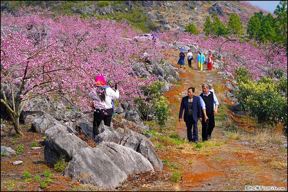【春天，广西桂林灌阳县向您发出邀请！】望月岭上桃花开 - 游山玩水 - 淄博生活社区 - 淄博28生活网 zb.28life.com
